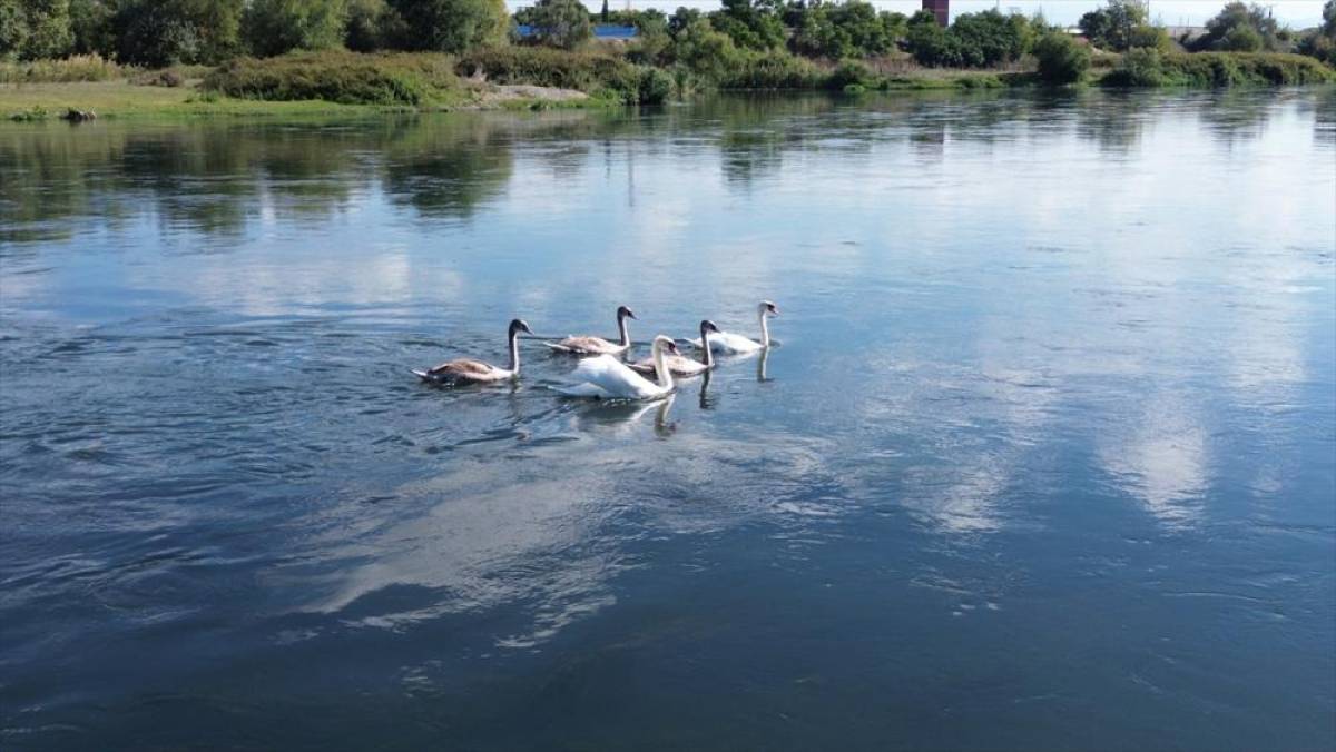 Kızılırmak Deltası Kuş Cenneti sonbahar göçleriyle kuğulara hazırlanıyor