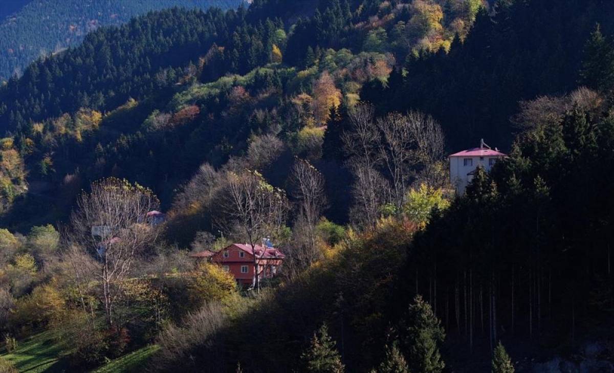 Dağların eteğindeki Hamsiköy oyuk ağaçlarıyla fotoğraf tutkunlarına alternatif sunuyor