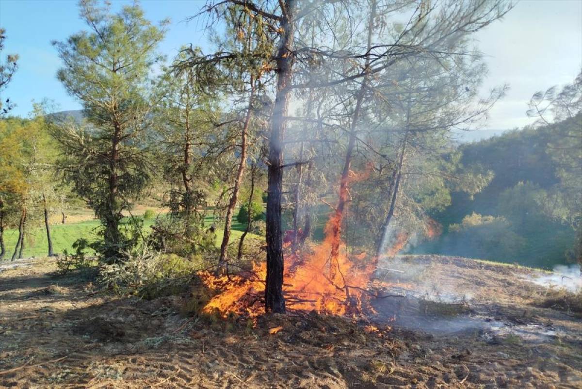 Orman yangınında 5 hektarlık alan zarar gördü