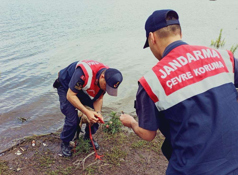 Tokat'ta olta iğnesi yutan leyleği jandarma kurtarıldı
