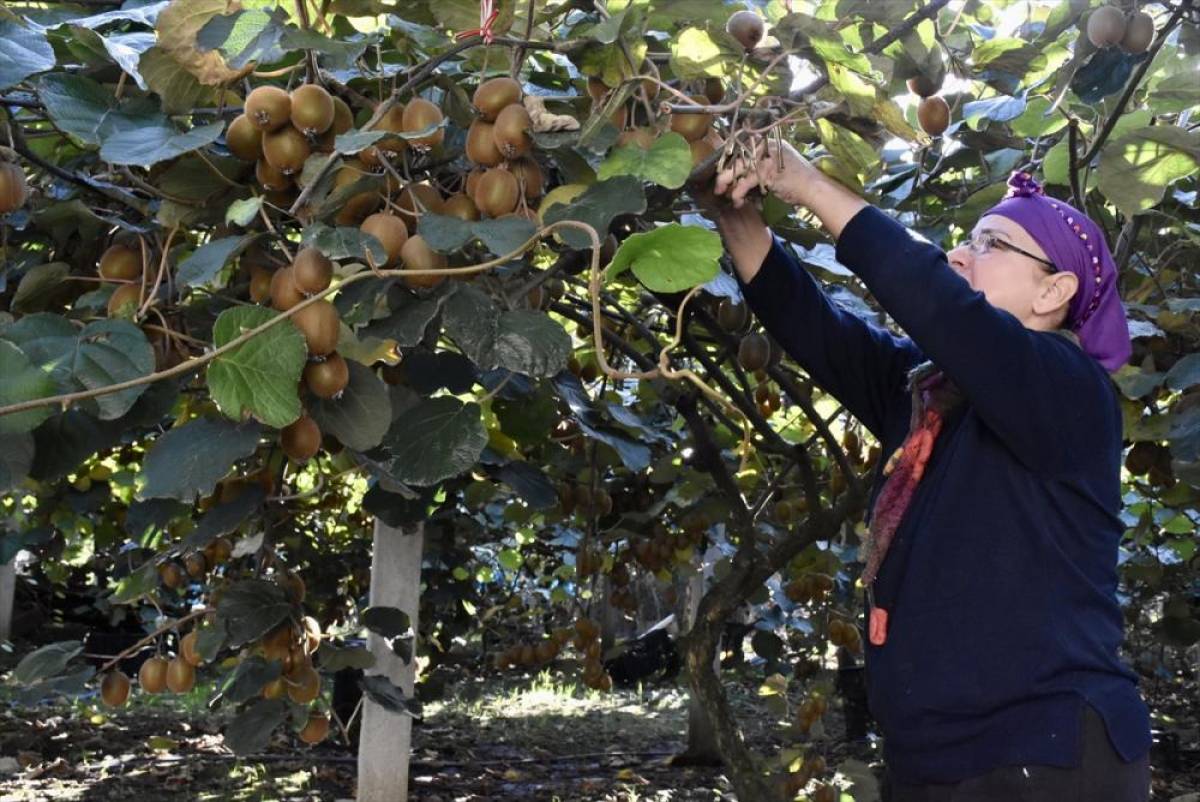 Ordu'da üreticiler tescilli kivide hasada devam ediyor