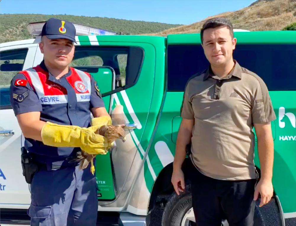 Karabük'te bitkin halde bulunan kızıl şahin tedavi edildi