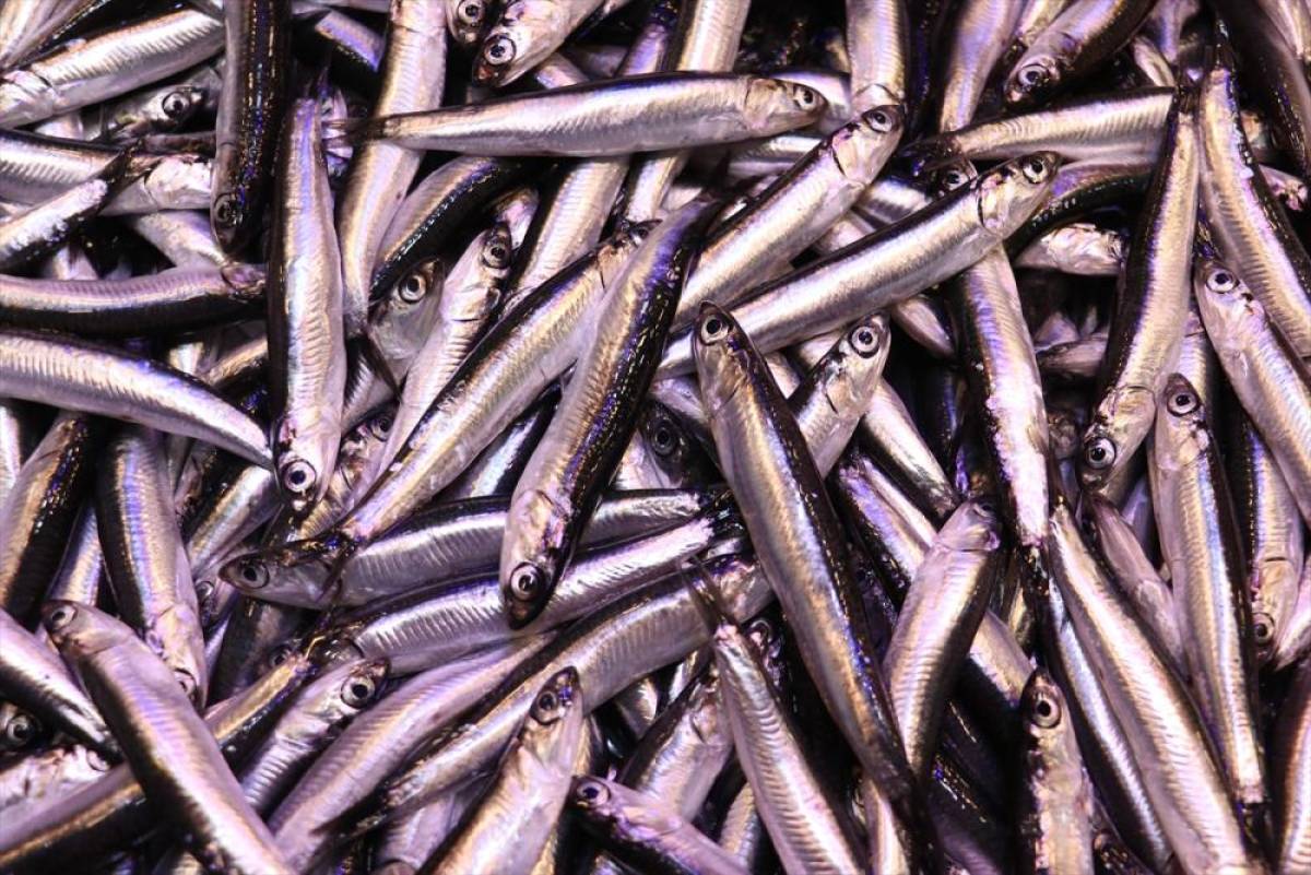 Trabzon'da hamsinin kilogramı 100 liraya yükseldi