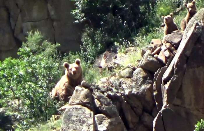 Artvin'de yavrusuyla oynayan ayı dronla görüntülendi