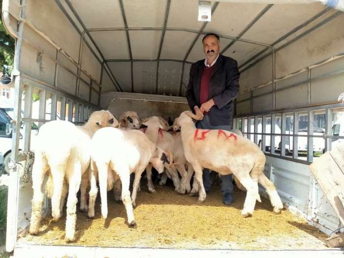 Başçiftlik ilçesindeki hayvan pazarlarında Kurban Bayramı hareketliliği