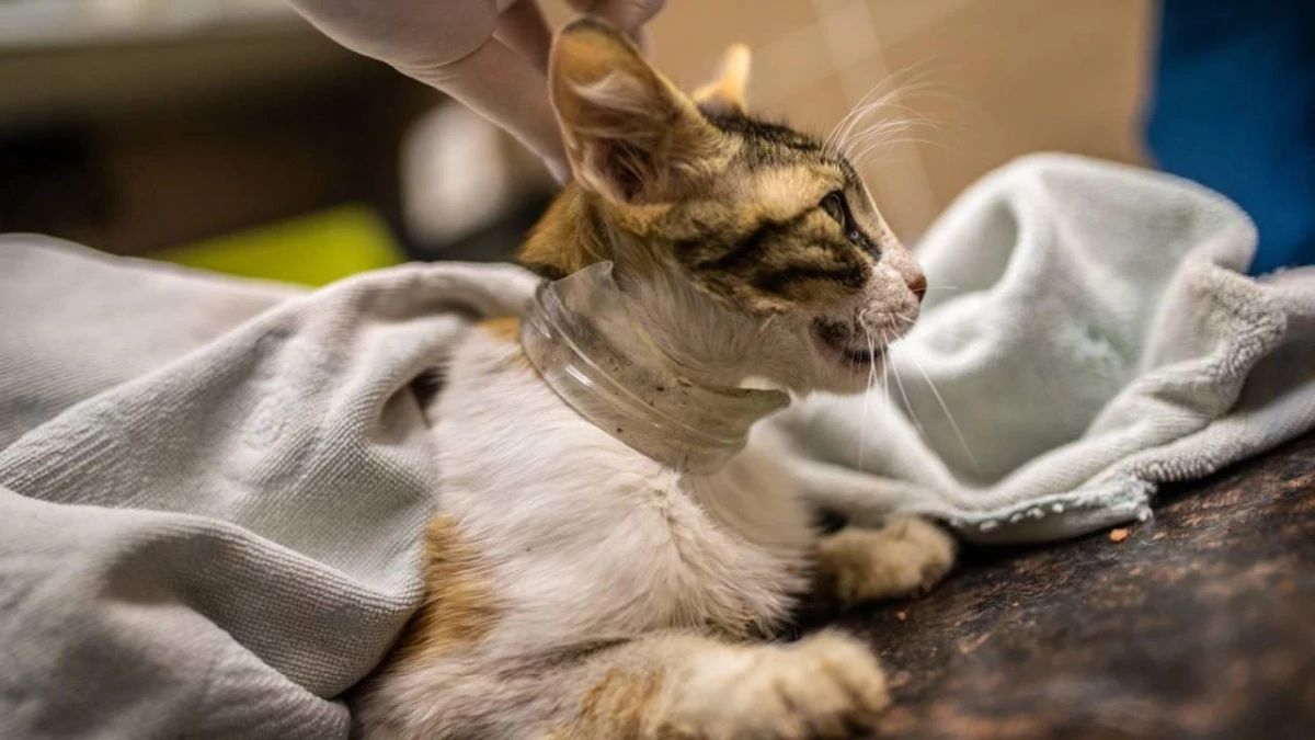 Bolu'da kafası kavanoza sıkışan kedi kurtarıldı
