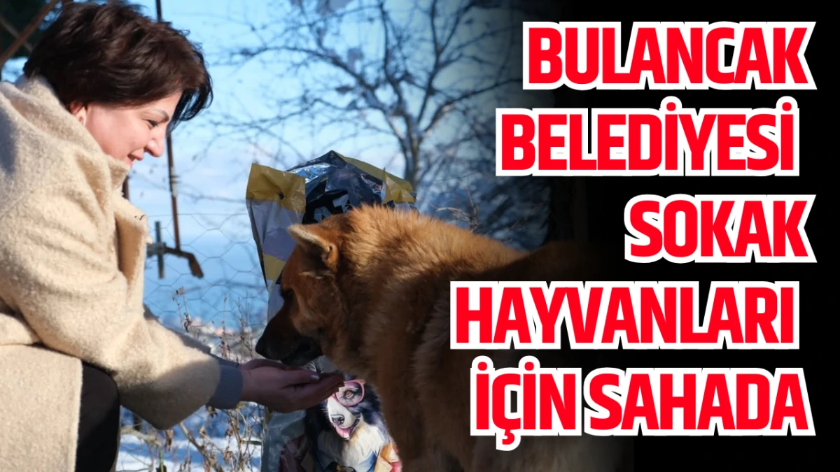 Bulancak Belediyesi Sokak Hayvanları İ&ccedil;in Sahada