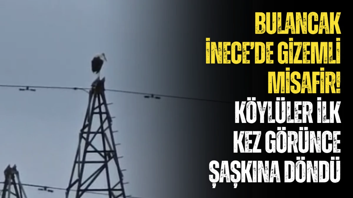 Bulancak İnece’de gizemli misafir! Köylüler ilk kez görünce şaşkına döndü