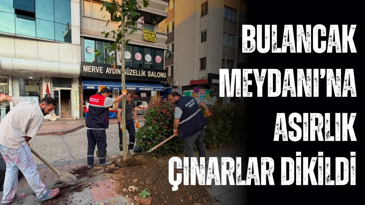 Bulancak Meydanı&rsquo;na Asırlık &Ccedil;ınarlar Dikildi