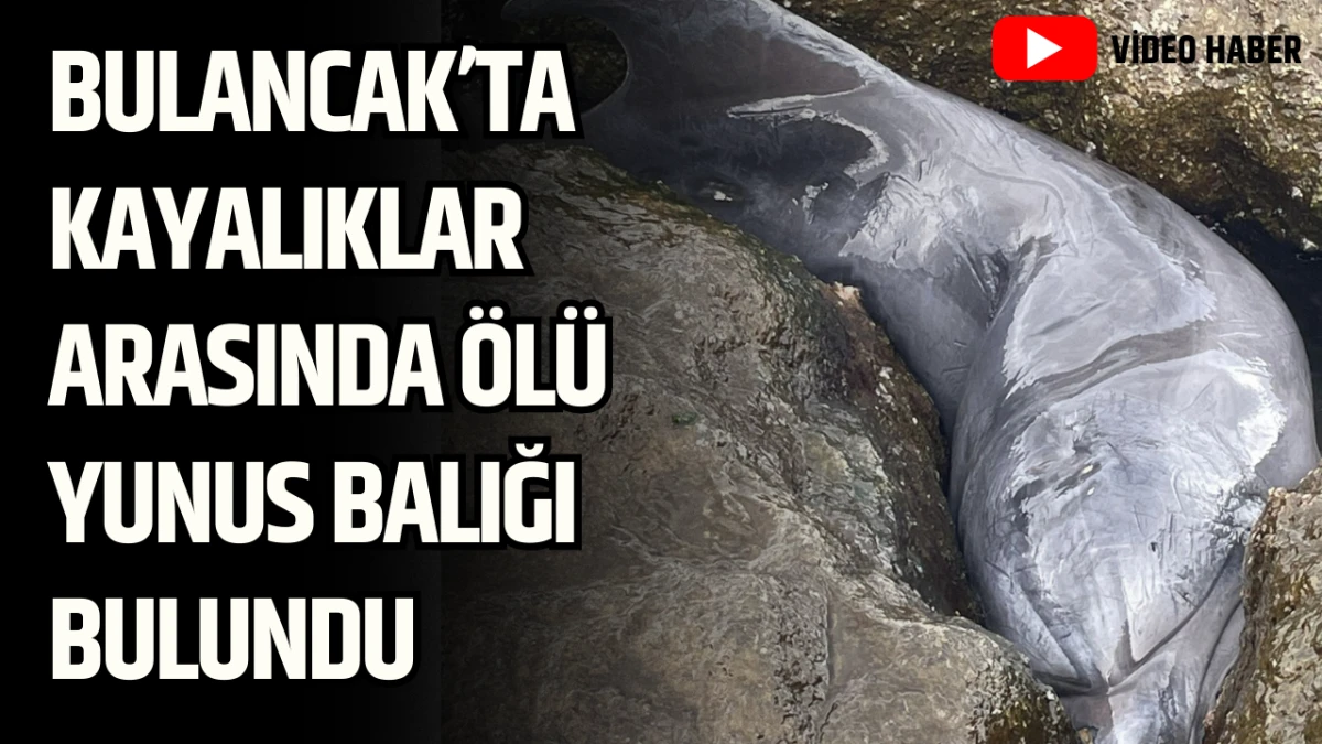 Bulancak&rsquo;ta Kayalıklar Arasında &Ouml;l&uuml; Yunus Balığı Bulundu
