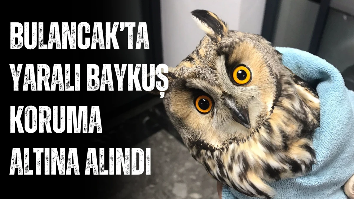Bulancak&rsquo;ta Yaralı Baykuş Koruma Altına Alındı