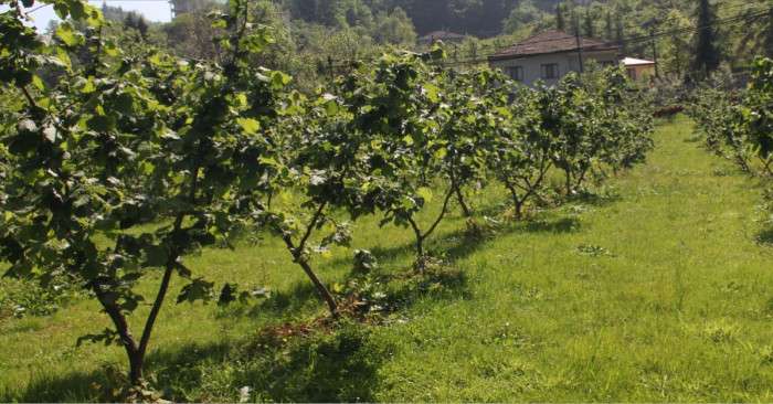 Düzce'de fındık bahçeleri zirai dondan etkilendi