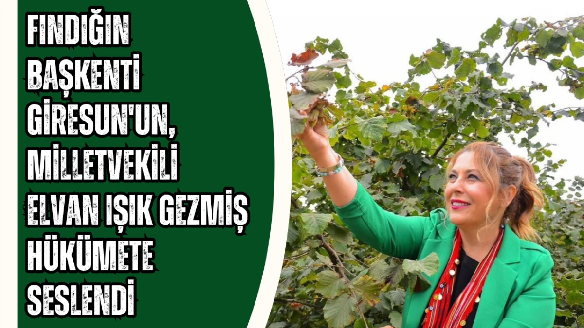 Fındığın Başkenti Giresun'un Milletvekili Elvan Işık Gezmiş hükümete seslendi!
