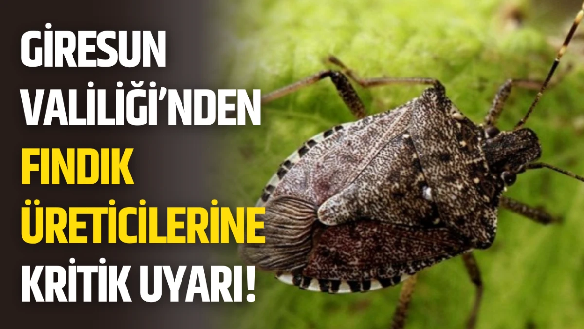 Giresun Valiliği&rsquo;nden Fındık &Uuml;reticilerine Kritik Uyarı!
