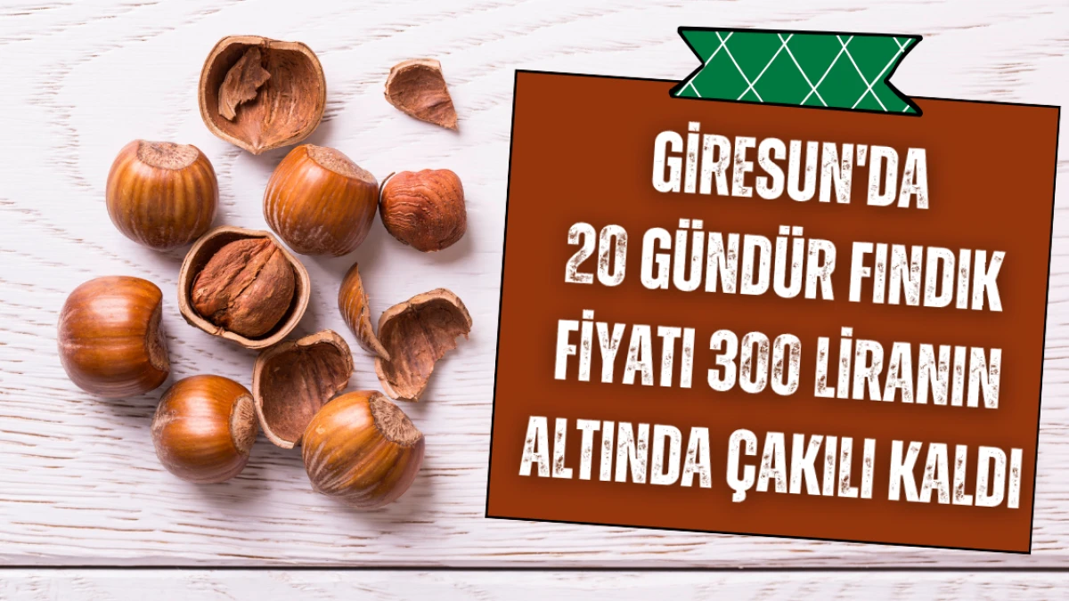 Giresun'da 20 Gündür Fındık Fiyatı 300 Liranın Altında Çakılı Kaldı