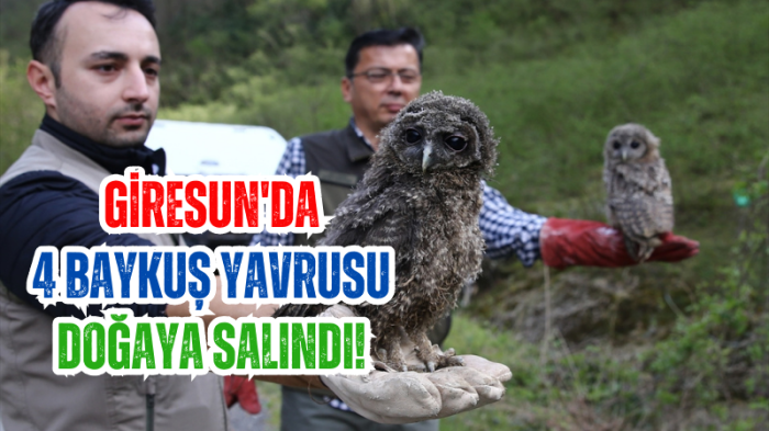 Giresun'da 4 baykuş yavrusu doğaya salındı