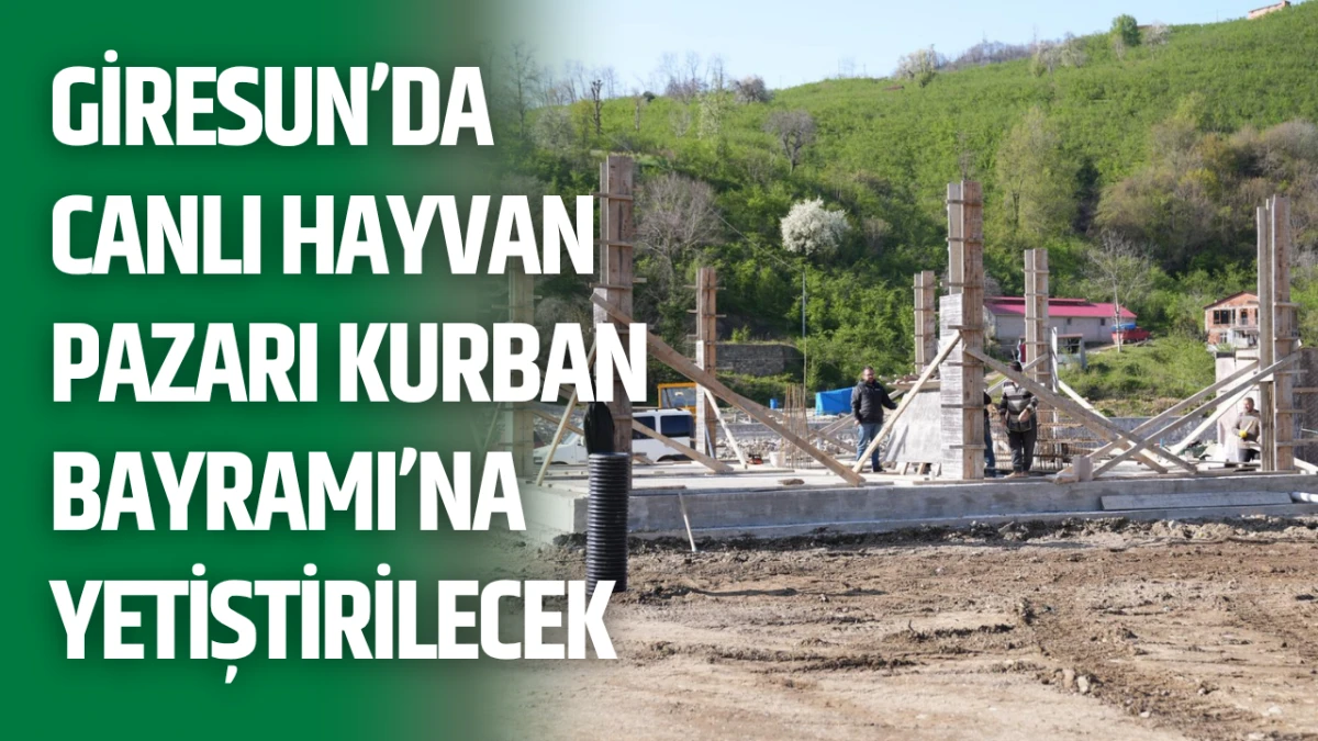 Giresun&rsquo;da canlı hayvan pazarı Kurban Bayramı&rsquo;na yetiştirilecek