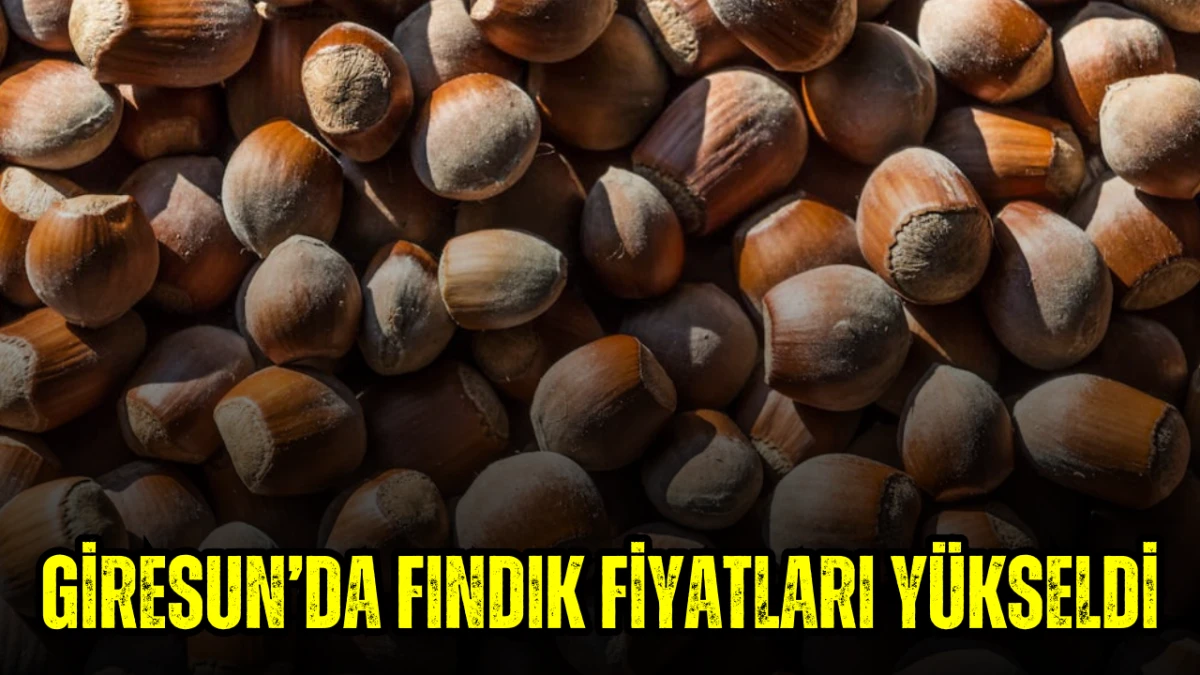 Giresun&rsquo;da Fındık Fiyatları Y&uuml;kseldi