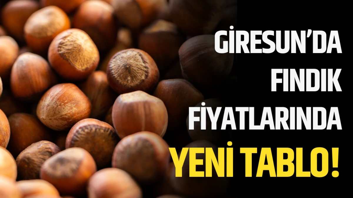 Giresun&rsquo;da fındık fiyatlarında yeni tablo!