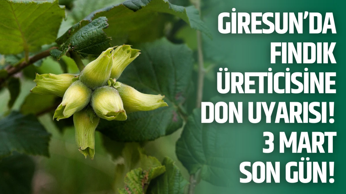 Giresun&rsquo;da fındık &uuml;reticisine don uyarısı! Sigorta 3 Mart&rsquo;ta bitiyor