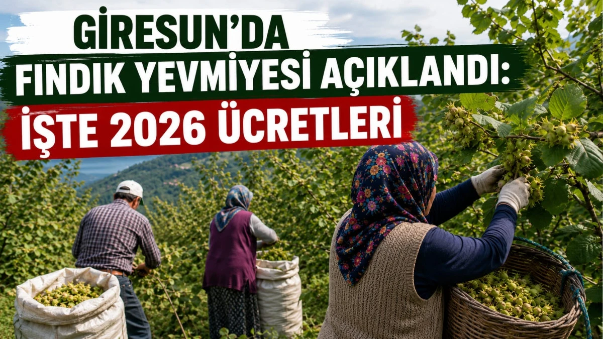 Giresun&rsquo;da Fındık Yevmiyesi A&ccedil;ıklandı: İşte 2026 &Uuml;cretleri