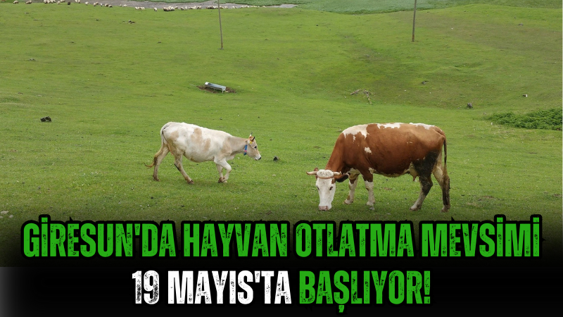 Giresun'da Hayvan Otlatma Mevsimi 19 Mayıs'ta Başlıyor!