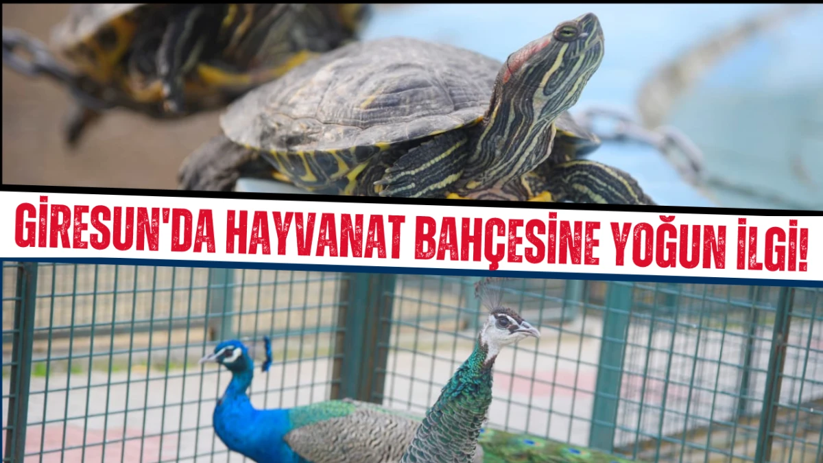 Giresun'da hayvanat bah&ccedil;esine yoğun ilgi!