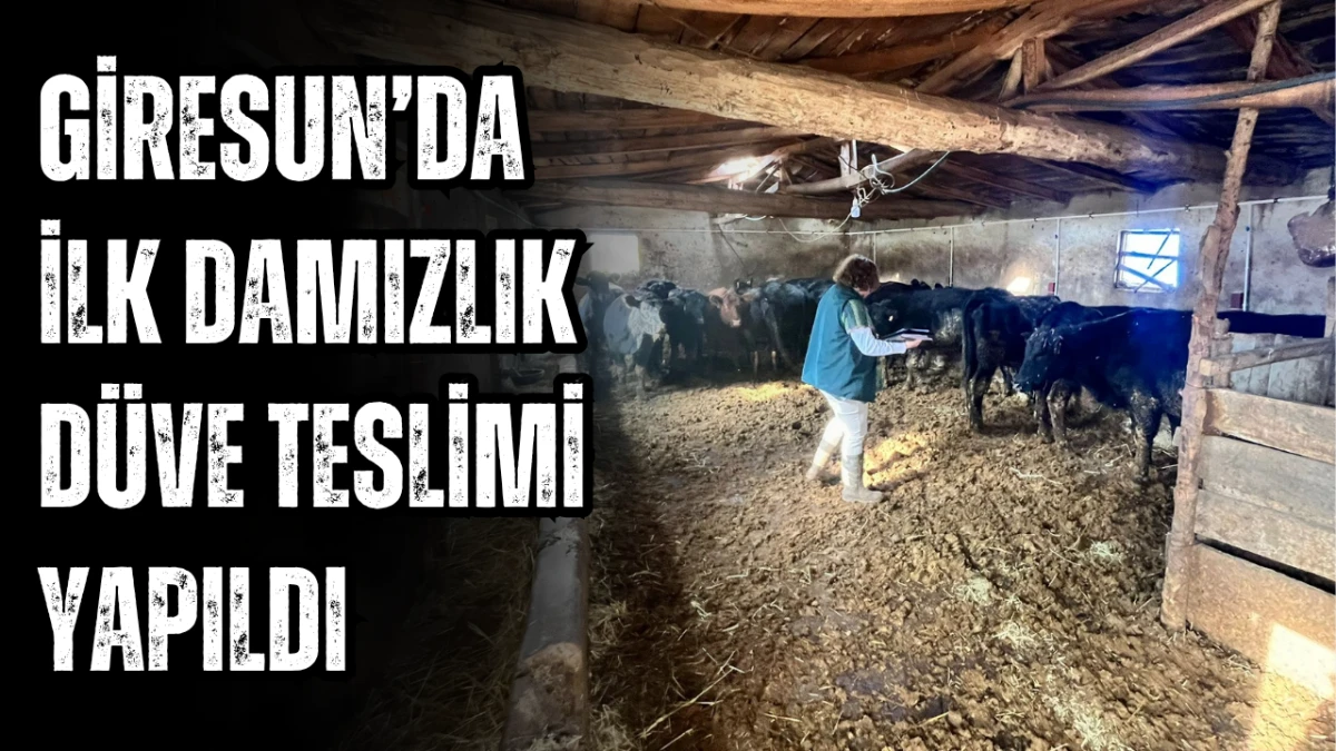 Giresun’da ilk damızlık düve teslimi yapıldı