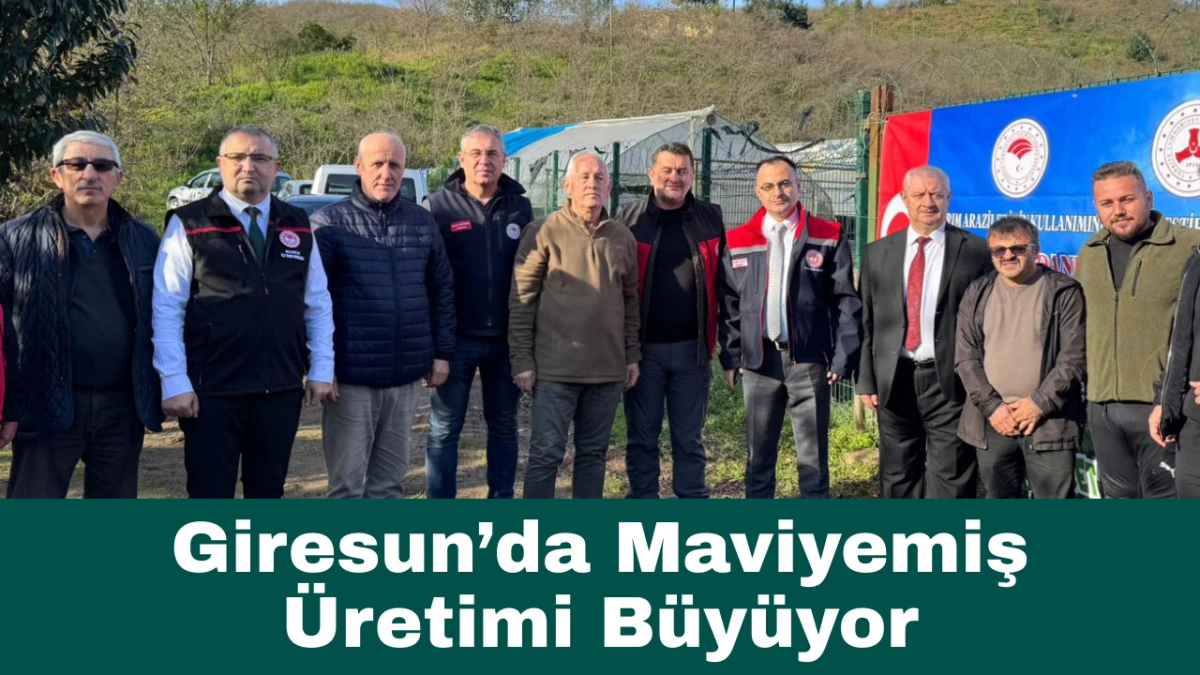 Giresun'da maviyemiş üretimi büyüyor
