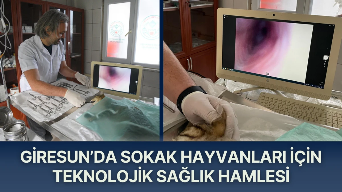 Giresun&rsquo;da Sokak Hayvanları İ&ccedil;in Teknolojik Sağlık Hamlesi