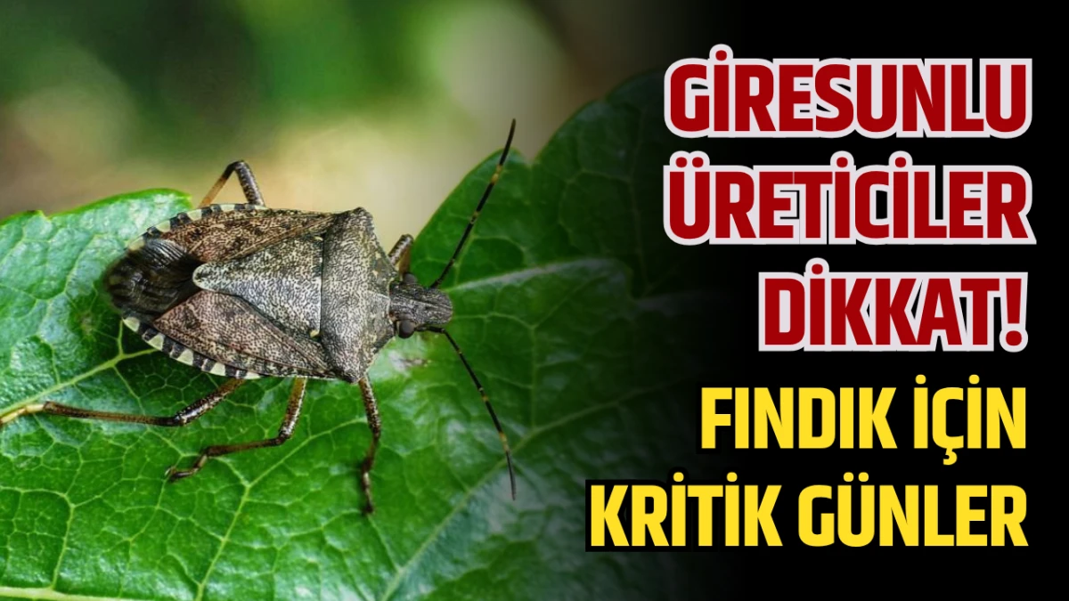 Giresunlu &Uuml;reticiler  Dikkat! Fındık İ&ccedil;in Kritik G&uuml;nler