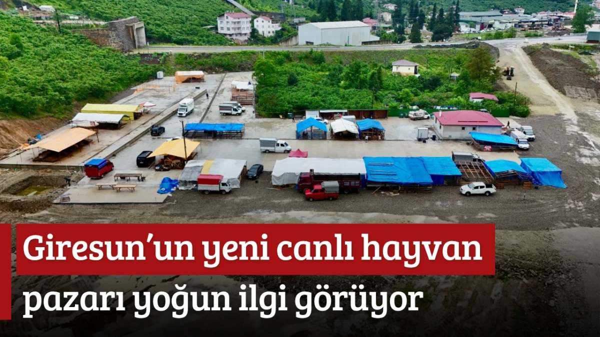 Giresun&rsquo;un yeni canlı hayvan pazarı yoğun ilgi g&ouml;r&uuml;yor