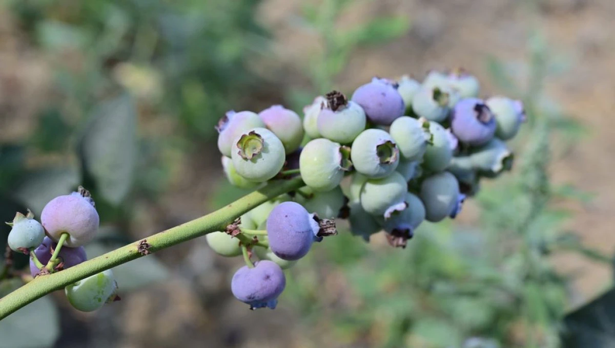 İlk toprağa dikimi mavi yemiş semeresini verdi