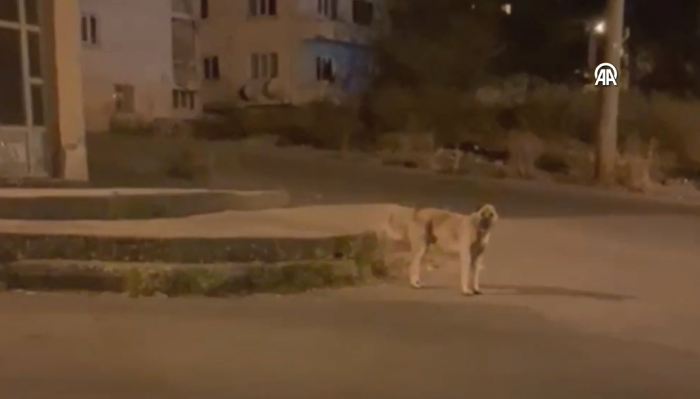 Karabüklü köfteci yemek verdikten sonra kilometrelerce peşinden koşturan köpeği sahiplendi