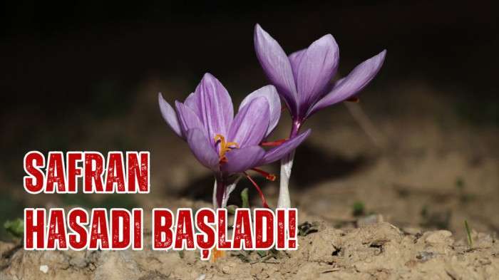 Karabük'te safran hasadı başladı