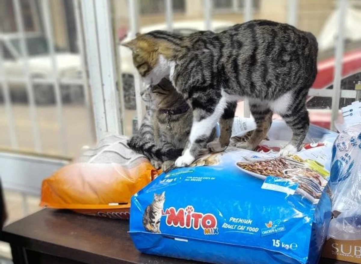 Kendi imkanlarıyla onlarca kediye yaşam desteği veriyor