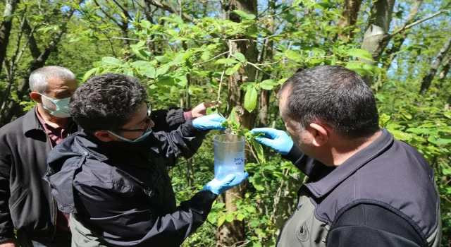 Kestane gal arısıyla biyolojik mücadeleye başlandı
