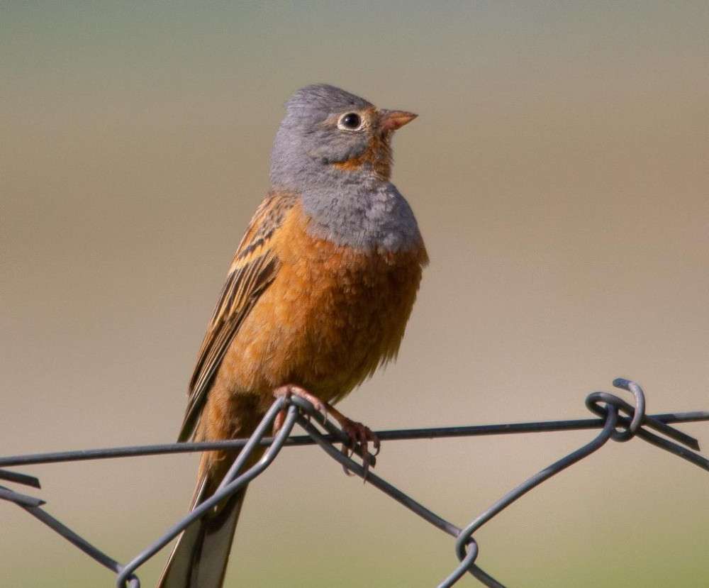 Kuş gözleminde şampiyon Denizli