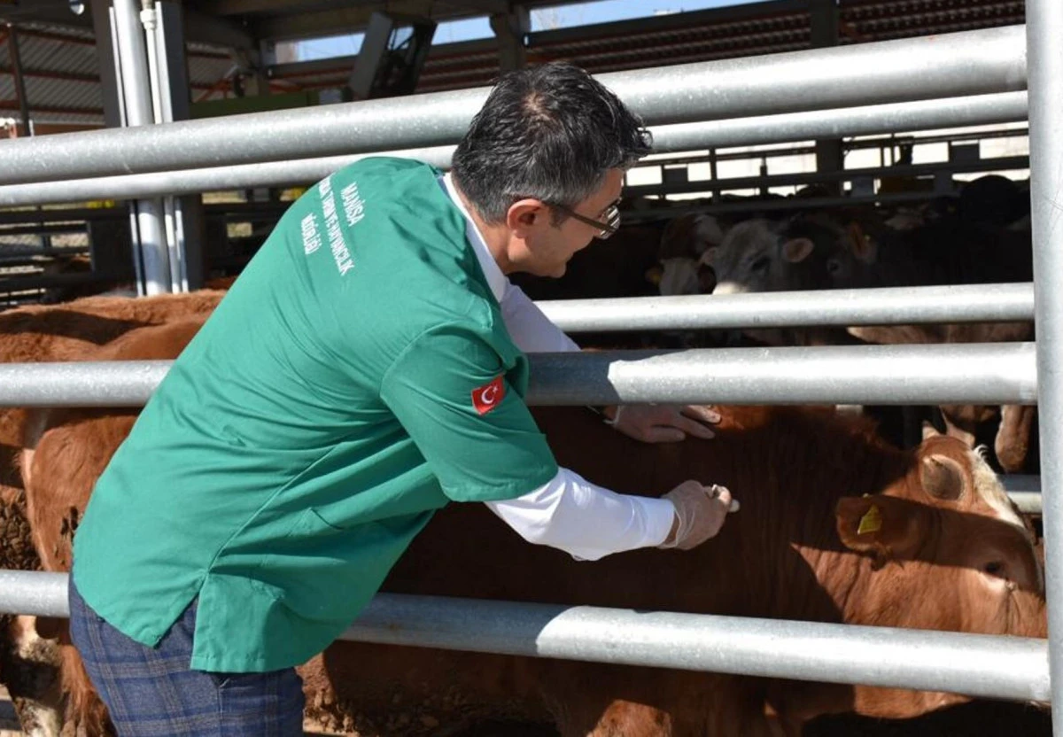 Manisa İl Tarım &ouml;zverili ekip &ccedil;alışmasıyla şap hastalığını &ouml;nledi
