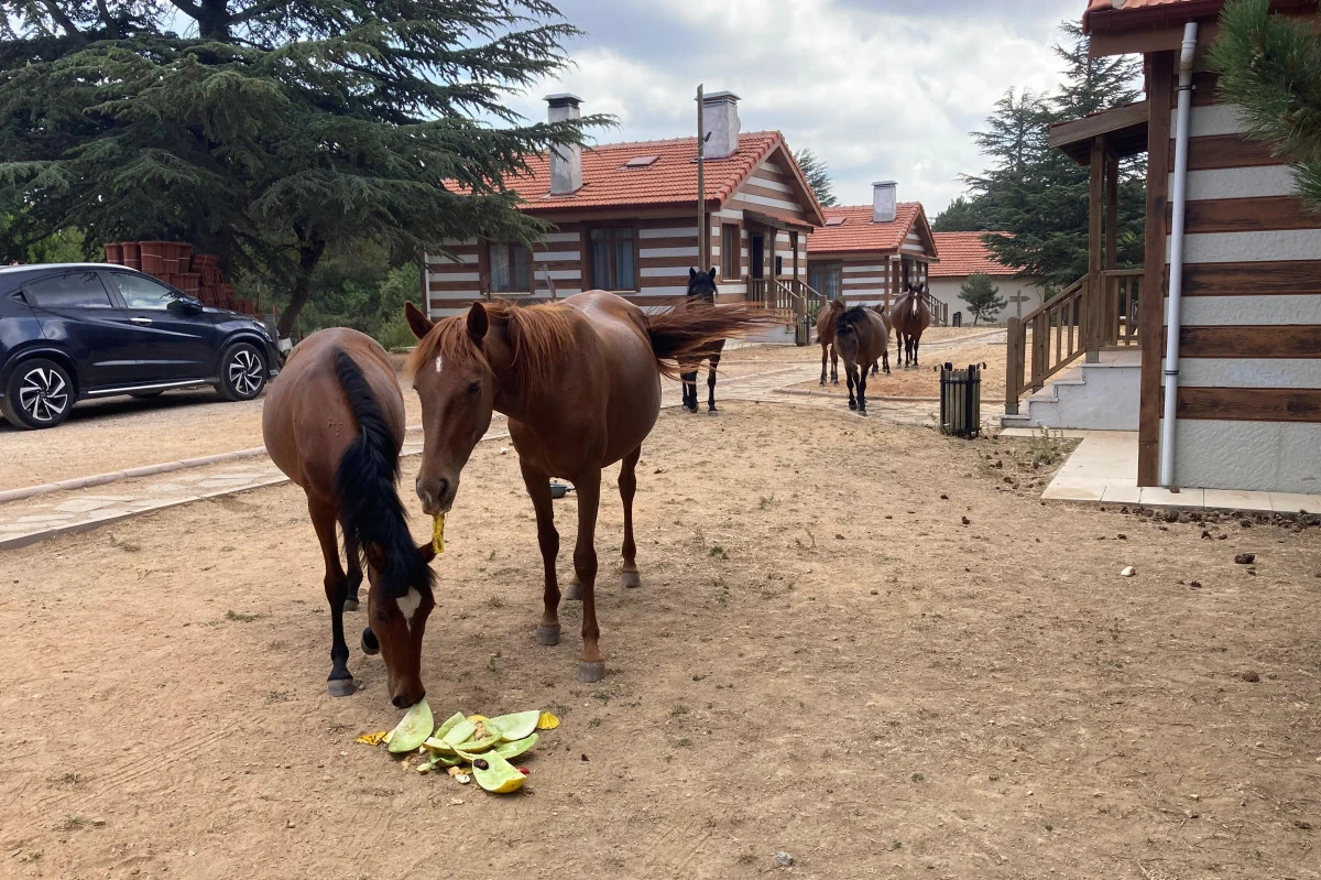 Manisa’nın yazı sezonunda doğal kliması Spil Dağı!