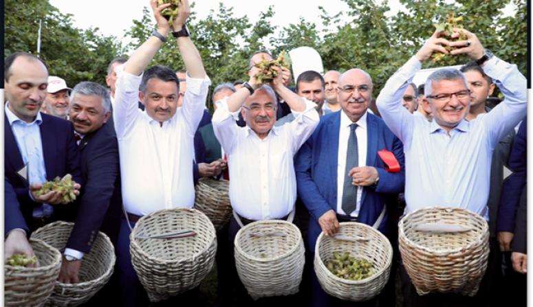 ‘FINDIĞIN BAŞKENTİ GİRESUN’DUR