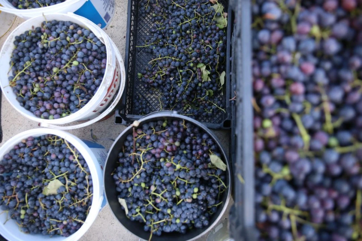 Ordu'nun tescilli üzüm suyu sofraları lezzetlendiriyor