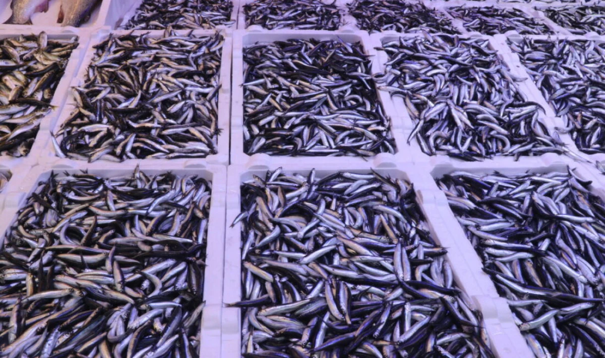 Rize'de hamsinin kilogramı 100 liradan satılıyor