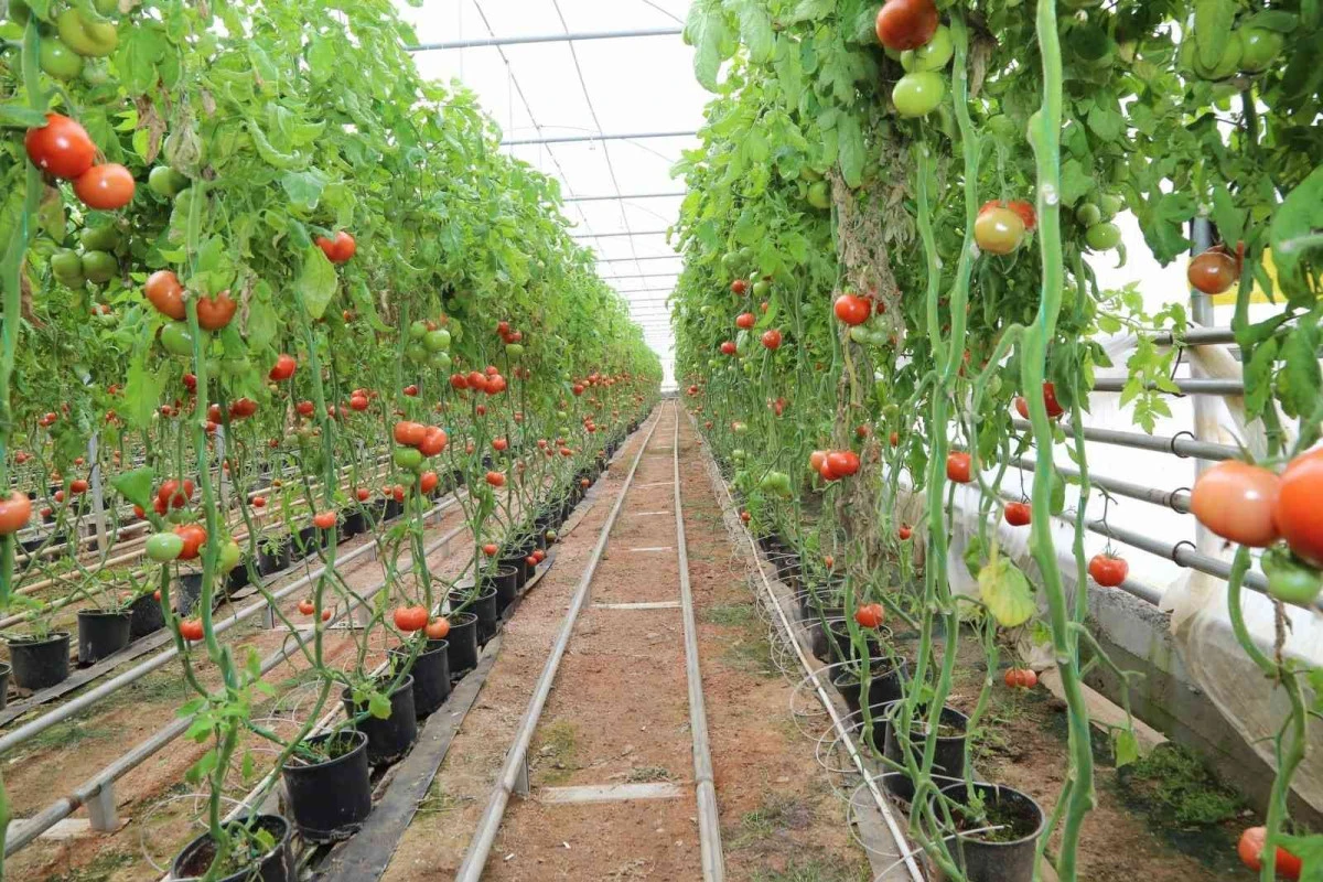 “Şehzadeler kenti Manisa tarımın her alanında Türkiye’nin gücüne güç katıyor”