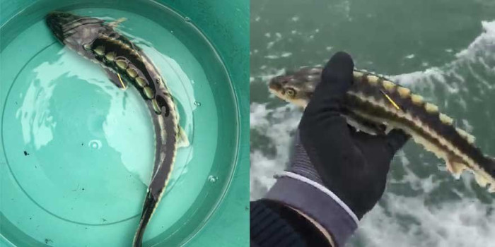 Sinop açıklarında balıkçı ağlarına takılan mersin balığı yeniden suya bırakıldı