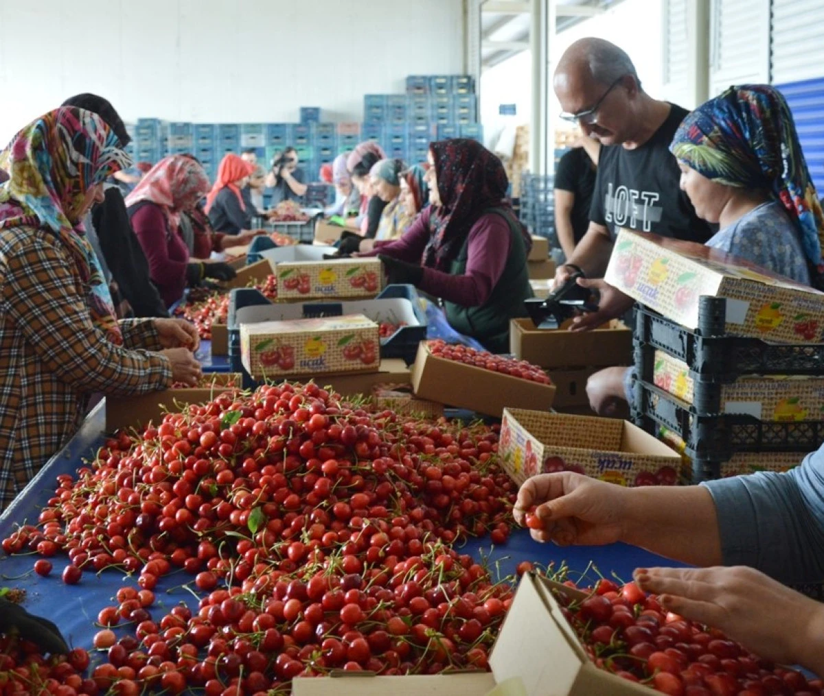 Tarım'da 1 milyar dolarlık ihracat
