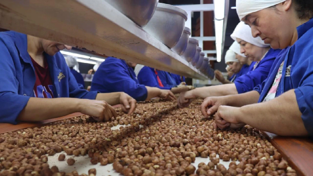 Trabzon'un 10 aylık fındık ihracatı 500 milyon doları aştı