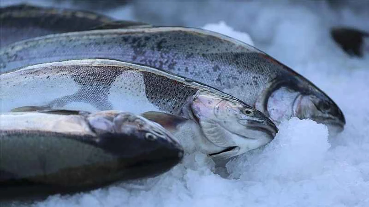 Türk somonu ihracatı yılın 9 ayında 369 milyon dolara yaklaştı