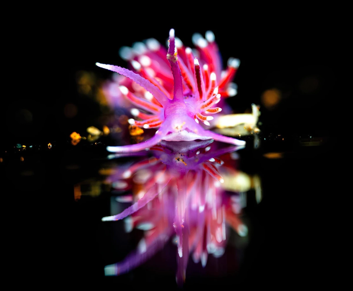 T&uuml;rkiye&rsquo;nin en gen&ccedil; sualtı fotoğraf&ccedil;ısı Doğa Erg&uuml;n&rsquo;den onurlandıran başarı