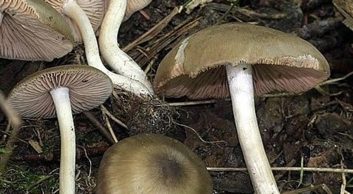 Uzmanlar önemle uyarıyor! Güvenmediğin mantarı yeme!